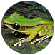 RegenwaldInfo